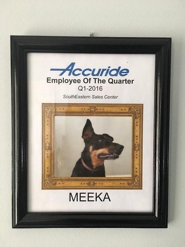 Employee Of the Quarter Certificate Lovely Dude Starts Working From Home His Dog Wins All the Awards
