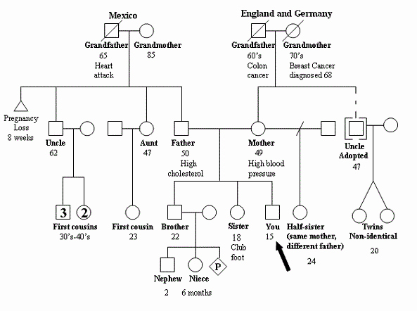 How to Family Tree Chart Awesome How to Draw A Family Tree Medical History