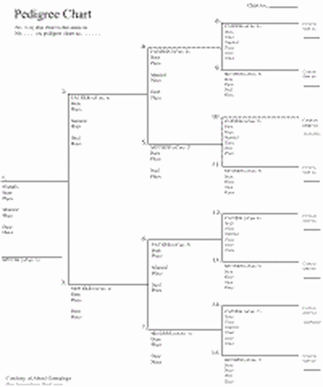 How to Family Tree Chart Luxury 25 Best Ideas About Pedigree Chart On Pinterest