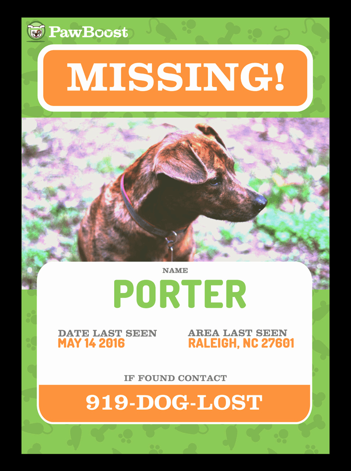 50 Missing Dog Flyer Template Template